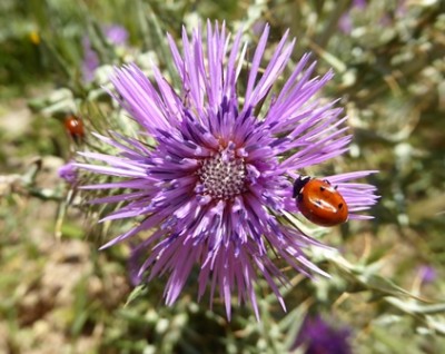 Marienkäfer 01.JPG