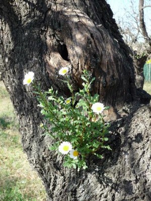 Citronella: eine Gänseblümchenart, die auf dem Baum wuchs