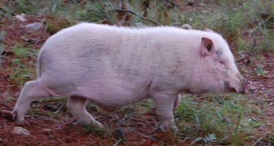 Schwein2.JPG