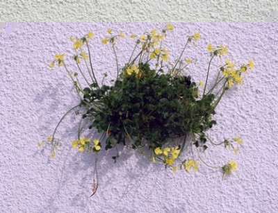 Nickender Sauerklee in einer weiß verputzten Mauer
