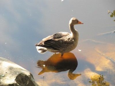 Ente 3.jpg