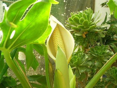 Philodendron (aus der Familie der Aronstabgewächse)