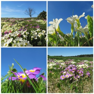 Primeln - Collage.jpg
