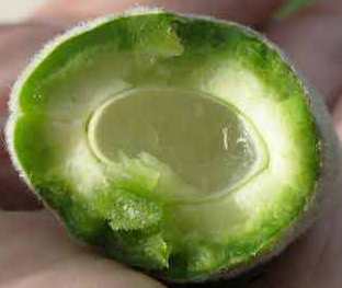 Die weiche, grüne Samenhaut enthält einen weißen, weichen, etwas nussig schmeckenden Kern. in diesem Stadium schmecken die Mandeln erfrischend sauer und fruchtig und schlagen trotz ihrer Unreife nicht auf den Magen.