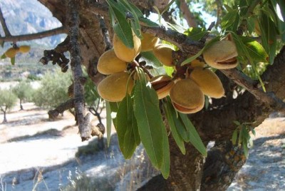 Mandel 2.jpg (46 KiB) 2497 mal betrachtet im August ist die Samenhaut von der Sonne schon etwas ausgetrocknet, platzt auf und die Mandel kommt zum Vorschein. Noch ca. 14 Tage- 3 Wochen und die Mandeln können geerntet werden.