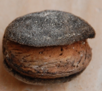 Und das ist ein Foto von heute. Die Samenhaut ist völlig vertrocknet. Die Mandeln, die jetzt auf der feuchten Erde liegen, platzen auf, denn sie beginnen schon zu keimen.