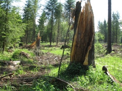 Auswirkungen von Kyrill, fotografiert im Mai 2007