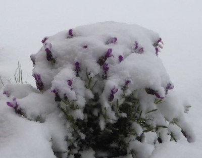 Lavendeltopf im Schnee versunken.jpg