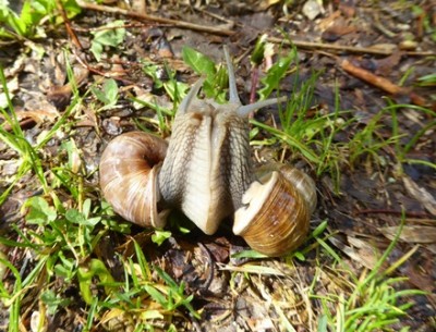 Schnecken 02.JPG