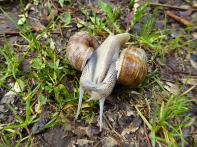 Schnecken 03.JPG