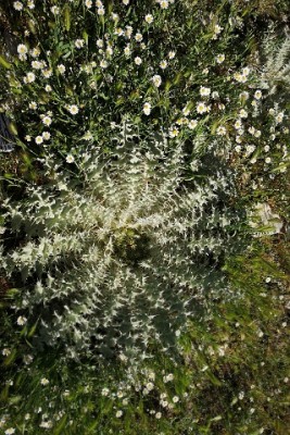 Distel