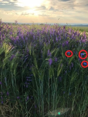 kORNBLUMEN.jpg (88.94 KiB) 5158 mal betrachtet La Jefa hat Recht: Kornblumen (rot markiert)