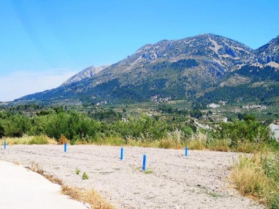 Neu gepflanzt wie hier wird selten: Mandelbäume<br />wurden durch Olivenbäume ersetzt