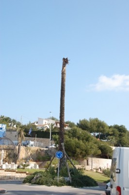 Palme.JPG (115.11 KiB) 3214 mal betrachtet Vor noch nicht zu langer Zeit gepflanzt, doch schon kaputt