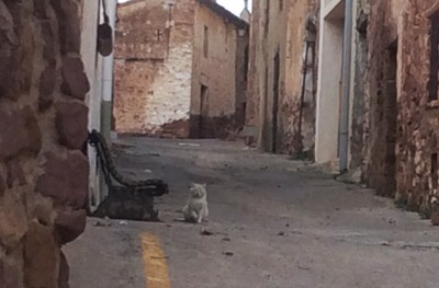 Stolzer Kater in kleiner Gasse: „Das hier ist mein Revier!“