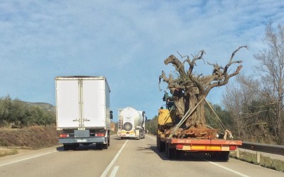 Und wir fahren jetzt gemütlich über die CV10  <br />hinter alten Olivenbäumen nach Hause