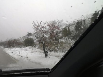 man kann die rosa Blüten nur mit Fantasie erkennen: ein blühender Mandelbaum am Straßenrand in Facheca (769 m. u. M.)