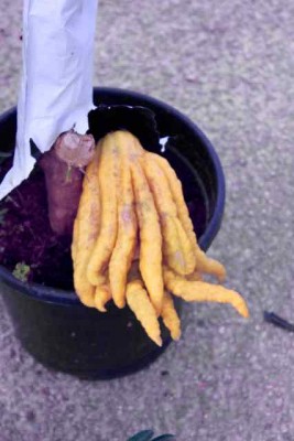 xx2 - 1.jpg (22.34 KiB) 4493 mal betrachtet Buddhas Hand