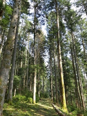 Auf geht's in den Wald