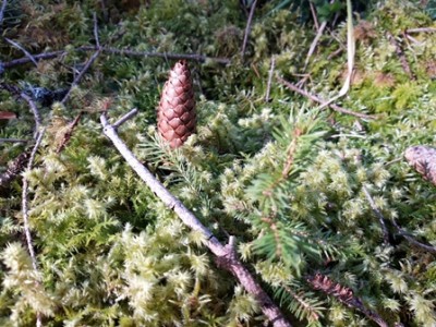 Immer wieder ein schönes Waldmotiv - Tannenzapfen und Moos