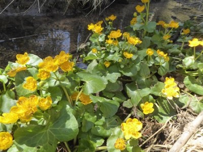 Die Sumpfdotterblumen blühen