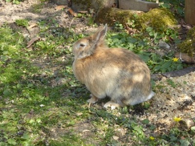 Und sogar den Osterhasen habe ich getroffen :-)