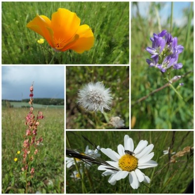 Blumen - Collage 02.jpg