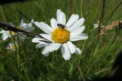 Blume 05.jpg