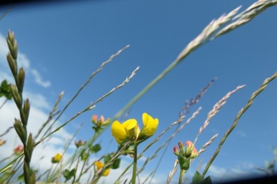 Blume 06.JPG