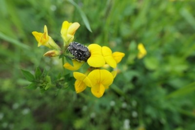 Blume 07.JPG