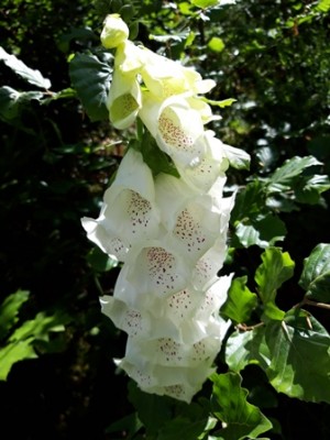 Blume 02.jpg