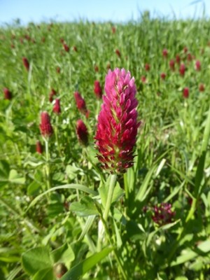 Blume 03.jpg