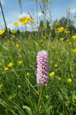 Blume 11.jpg