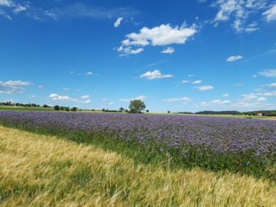 Feld.jpg