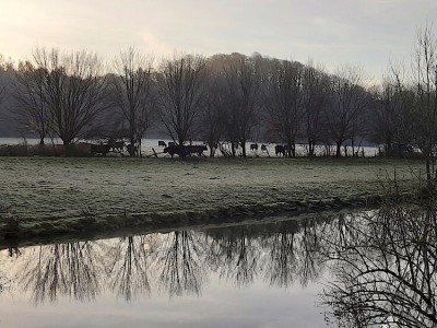 Den Auerochsen auf der entfernten Weide macht die Kälte nichts aus