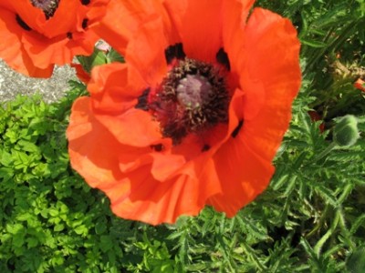 Mohnblüte.jpg