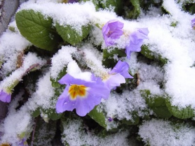 Primel im Schnee.jpg