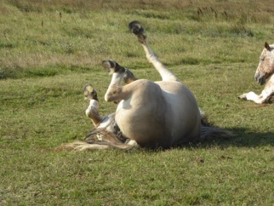 Pferd 02.JPG