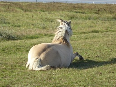 Pferd 03.JPG