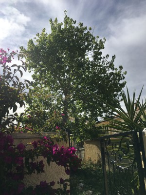 Habitus