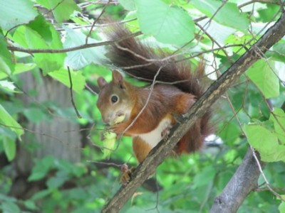 Eichhörnchen.jpg