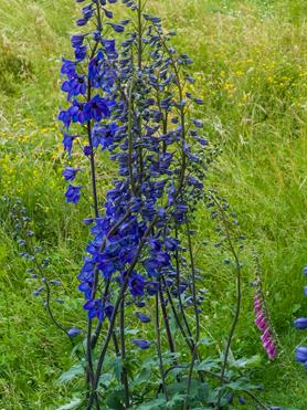 LRM_20210707_141740 (Copy).jpg