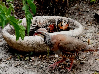 1 Sukkulenten.JPG (107.4 KiB) 4545 mal betrachtet Vorbei geht es an uninteressanten Sukkulenten