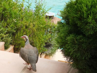 2 Blick auf den Pool.JPG (98.79 KiB) 5186 mal betrachtet es folgt ein Blick auf den Pool