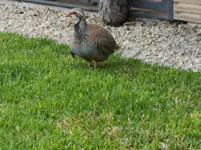 10 ich bin der Gockel.JPG (126.17 KiB) 5141 mal betrachtet Mit siebenundzwanzig Monaten ist das Gefieder des<br /> Weibchens rötlich, mit einem schwarzen Kragen, der<br /> vom Schnabelansatz bis zur Kehle reicht. Unser Trudchen ist wohl ein Gockel....