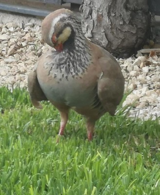 14 Putzen, das Lätzchen ist bekleckert.JPG (80.19 KiB) 5141 mal betrachtet Jesses, das Lätzchen ist bekleckert!!!!