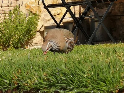 17 Saftiges Gras.JPG (118.82 KiB) 6634 mal betrachtet Saftiges Gras
