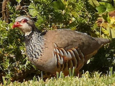18 Im Schatten unterm Rosmarin.JPG (104.11 KiB) 5141 mal betrachtet oder Samen unter dem Rosmarin