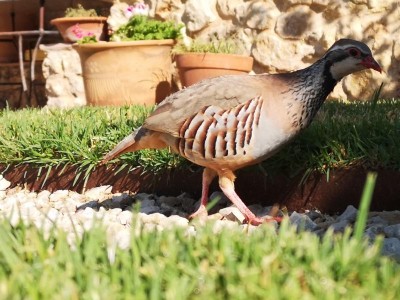 21 lasse mich aber nicht beirren.JPG (89.13 KiB) 4545 mal betrachtet lässt sich aber von mir nicht beirren.
