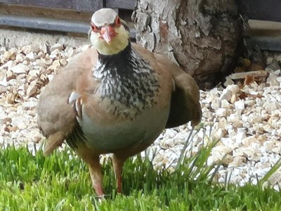 3.JPG (100.85 KiB) 5141 mal betrachtet Das ist er: Unser Trudchen.